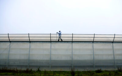 Le démoussage des serres en 2026 : compréhension et enjeux