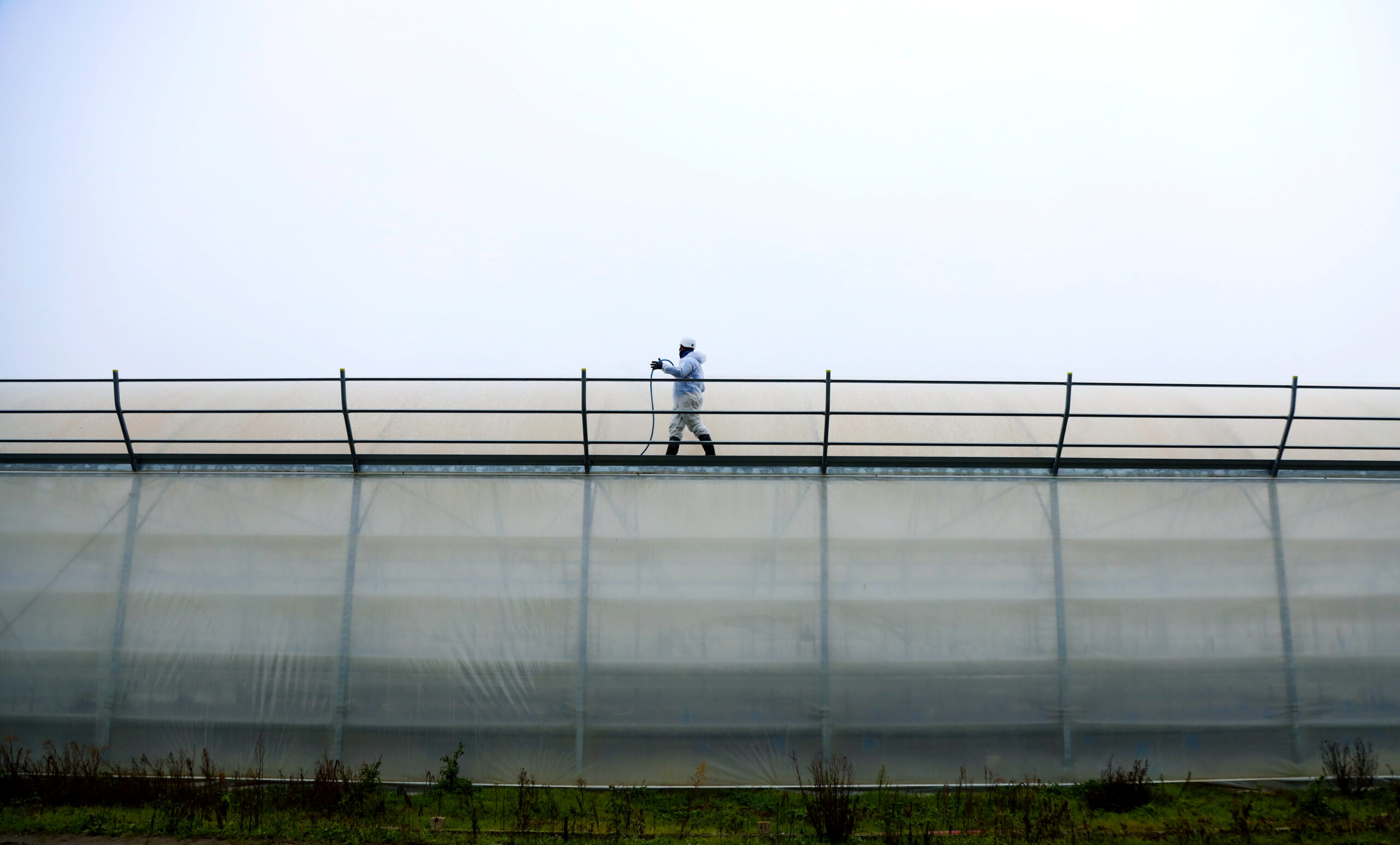 Démoussage_01 Démoussage des serres