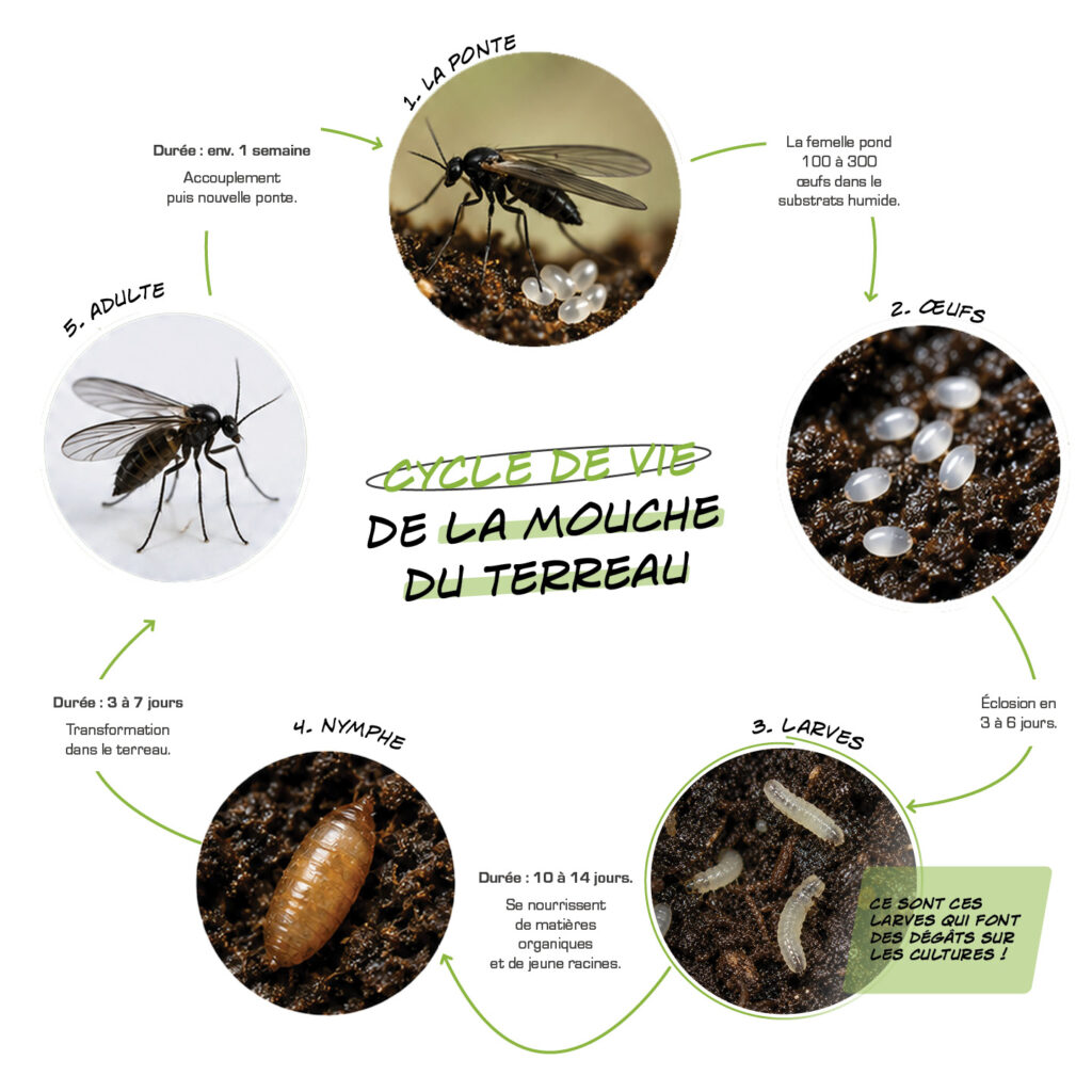 Schéma-cycle-de-vie-des-sciarides
